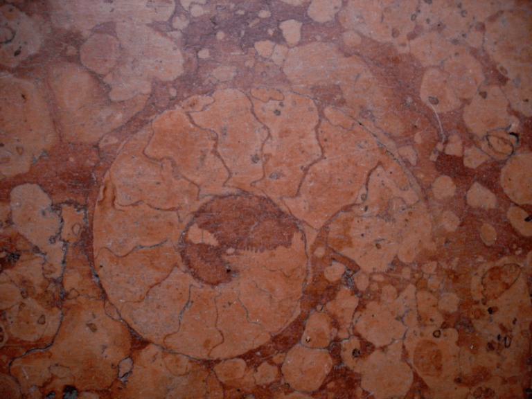 ammonite