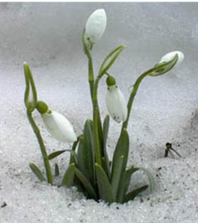 Flora e Fauna